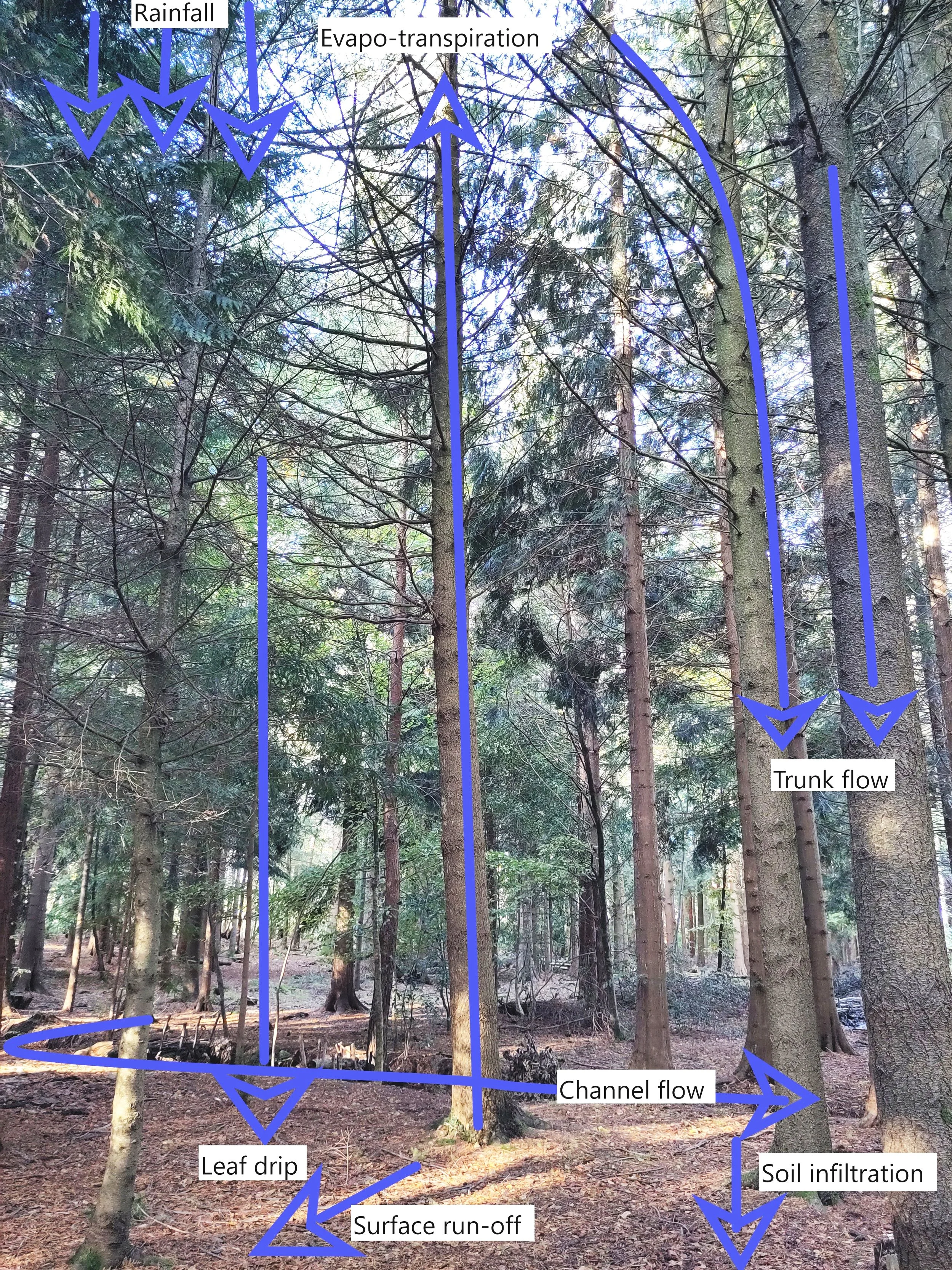 A Hydrology Field Excursion — Wilderness Wood