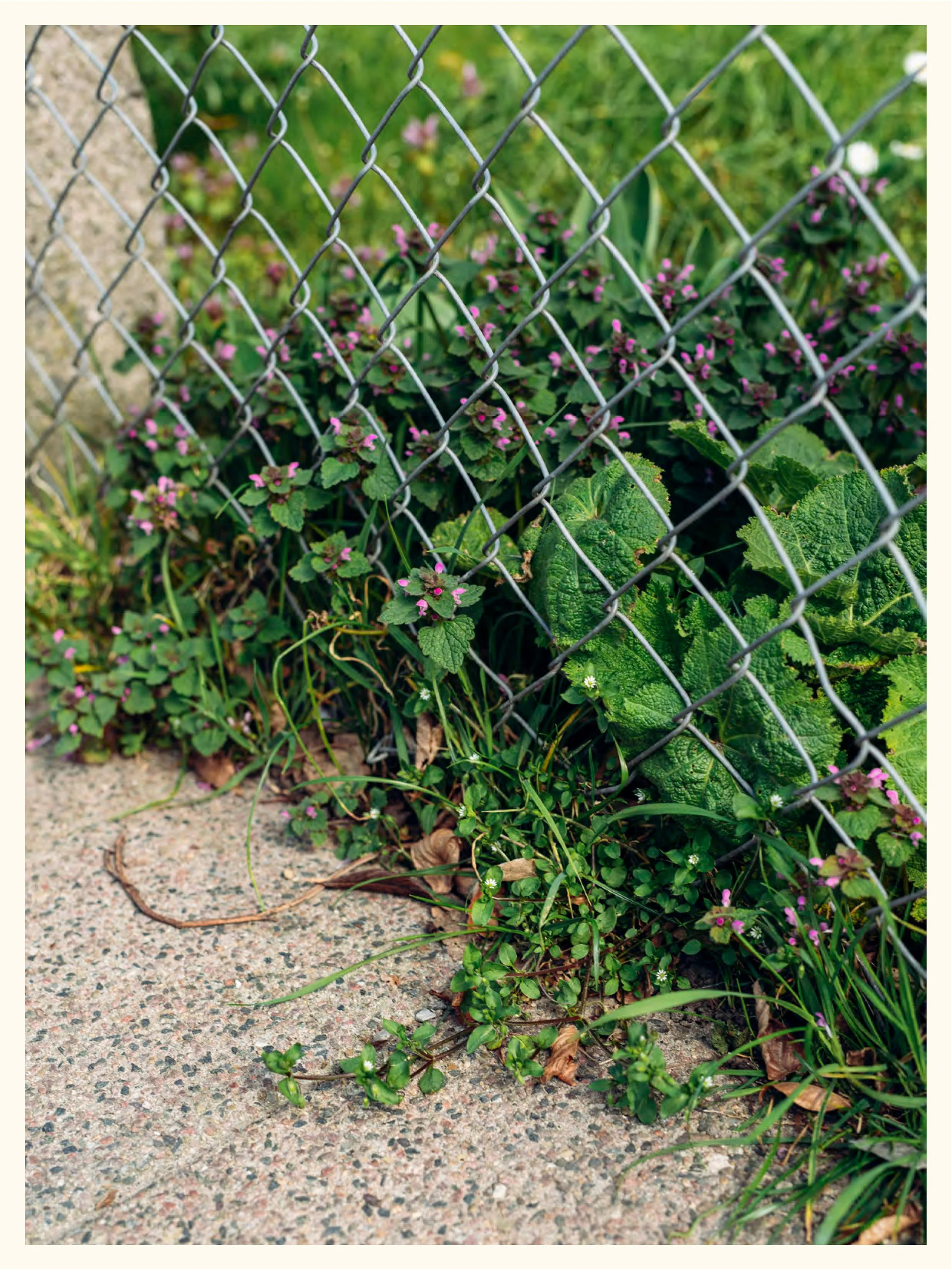 Andersson,Elna-UrbanaÖrter-25.jpg