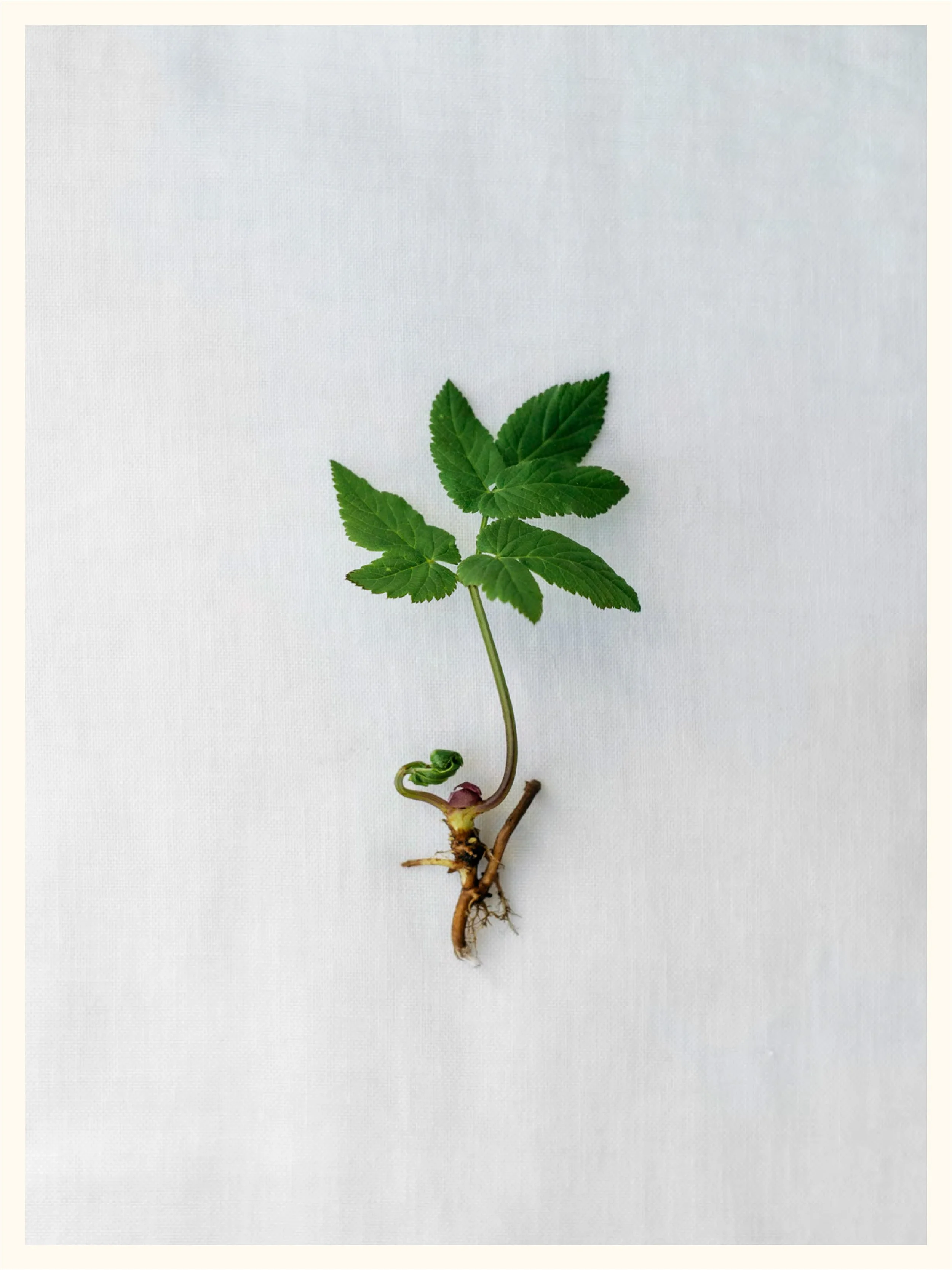 Andersson,Elna-UrbanaÖrter-34.jpg