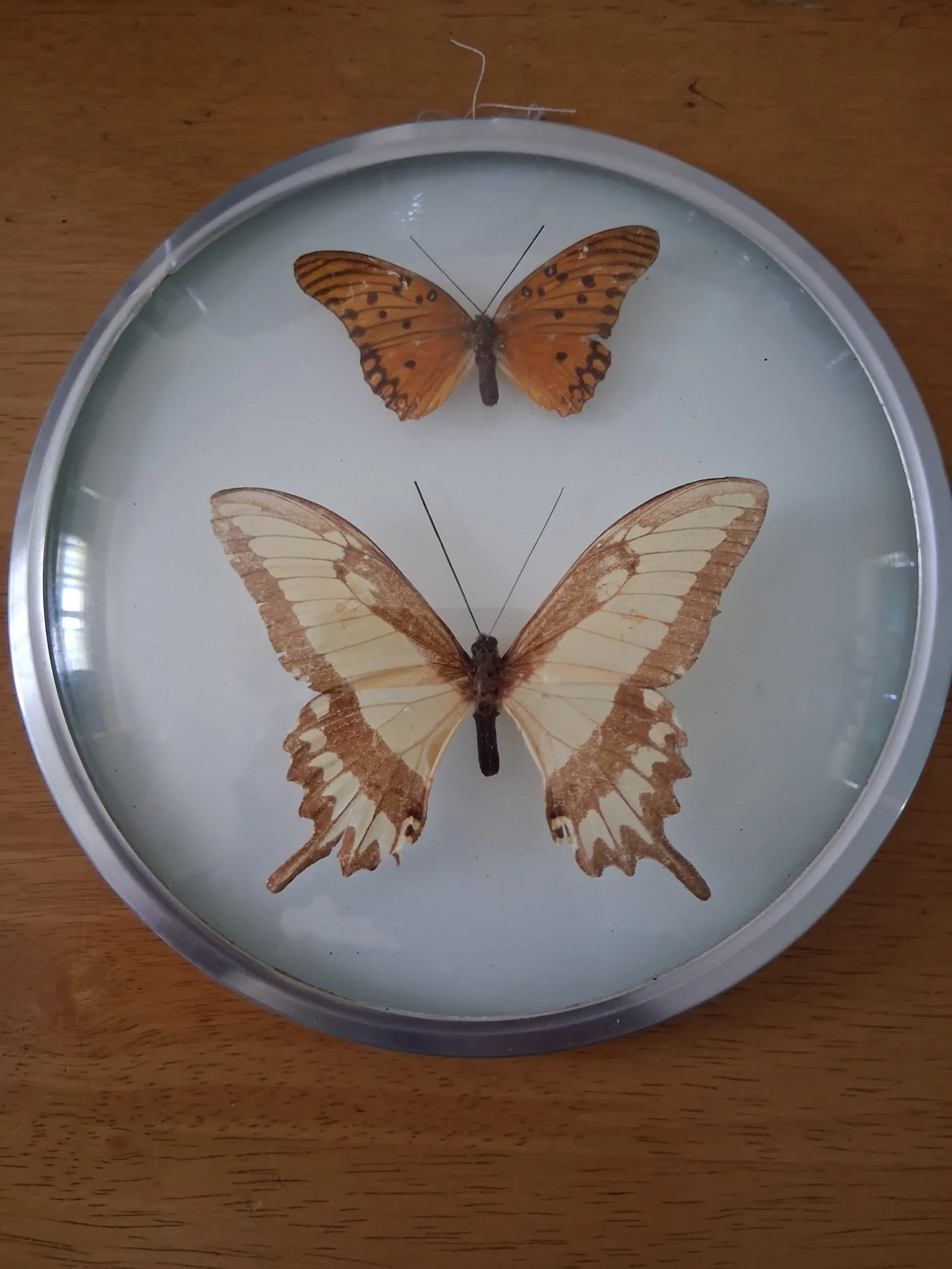 Vintage Butterfly Taxidermy Dome – Convex Perspex Frame