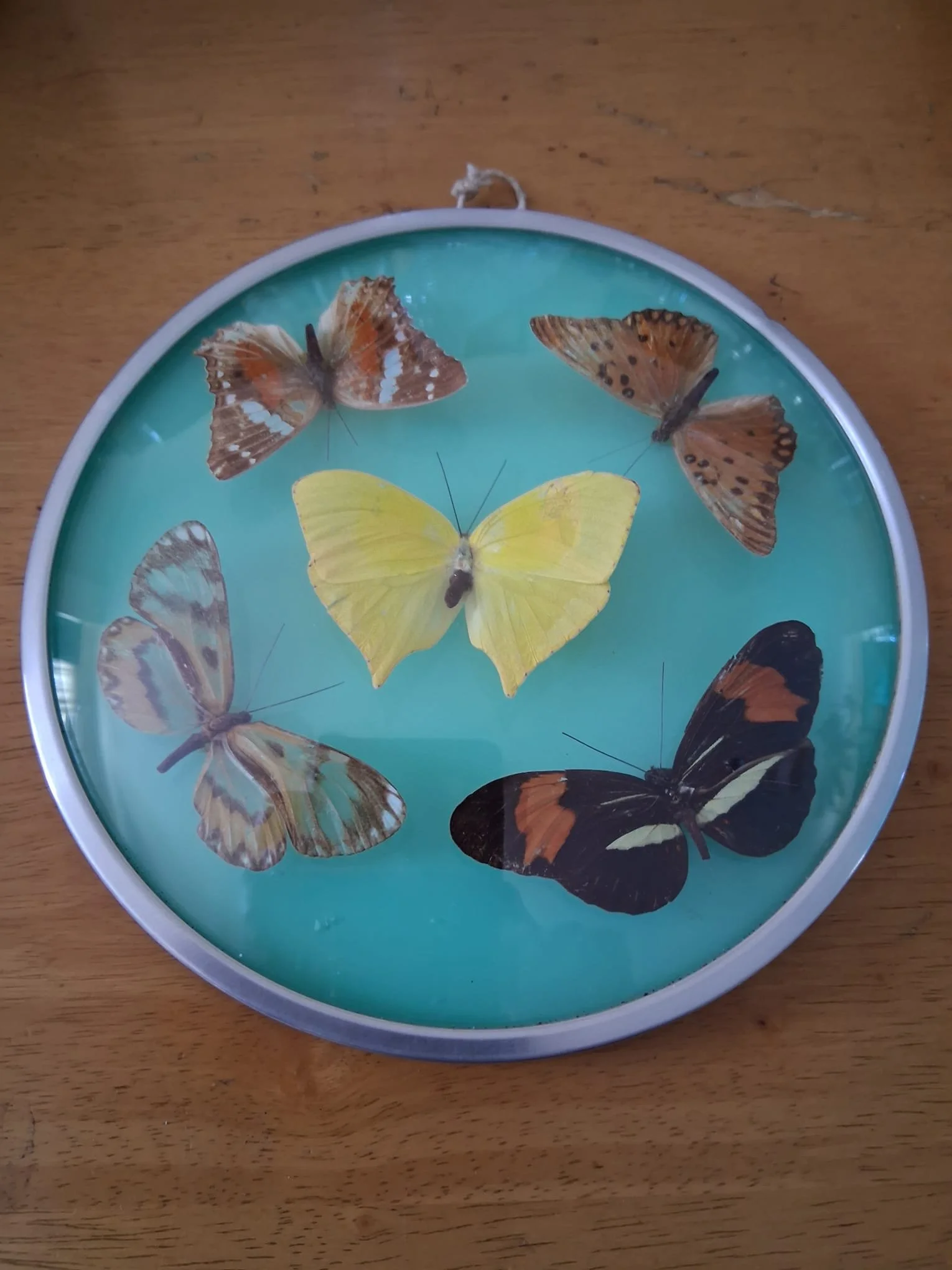 S.American Butterfly Taxidermy convex domed Display