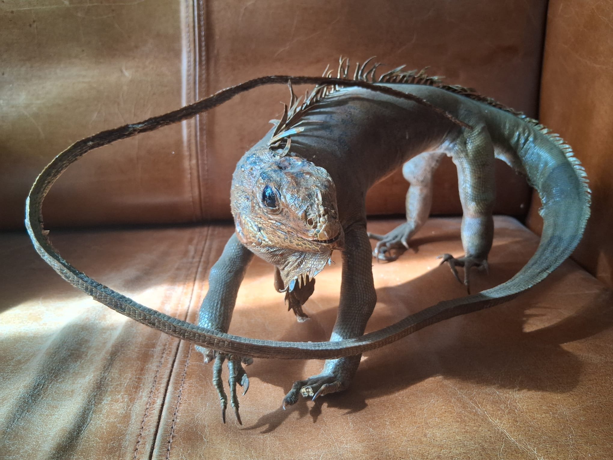 Full mount old taxidermy iguana specimen with whipped tail.