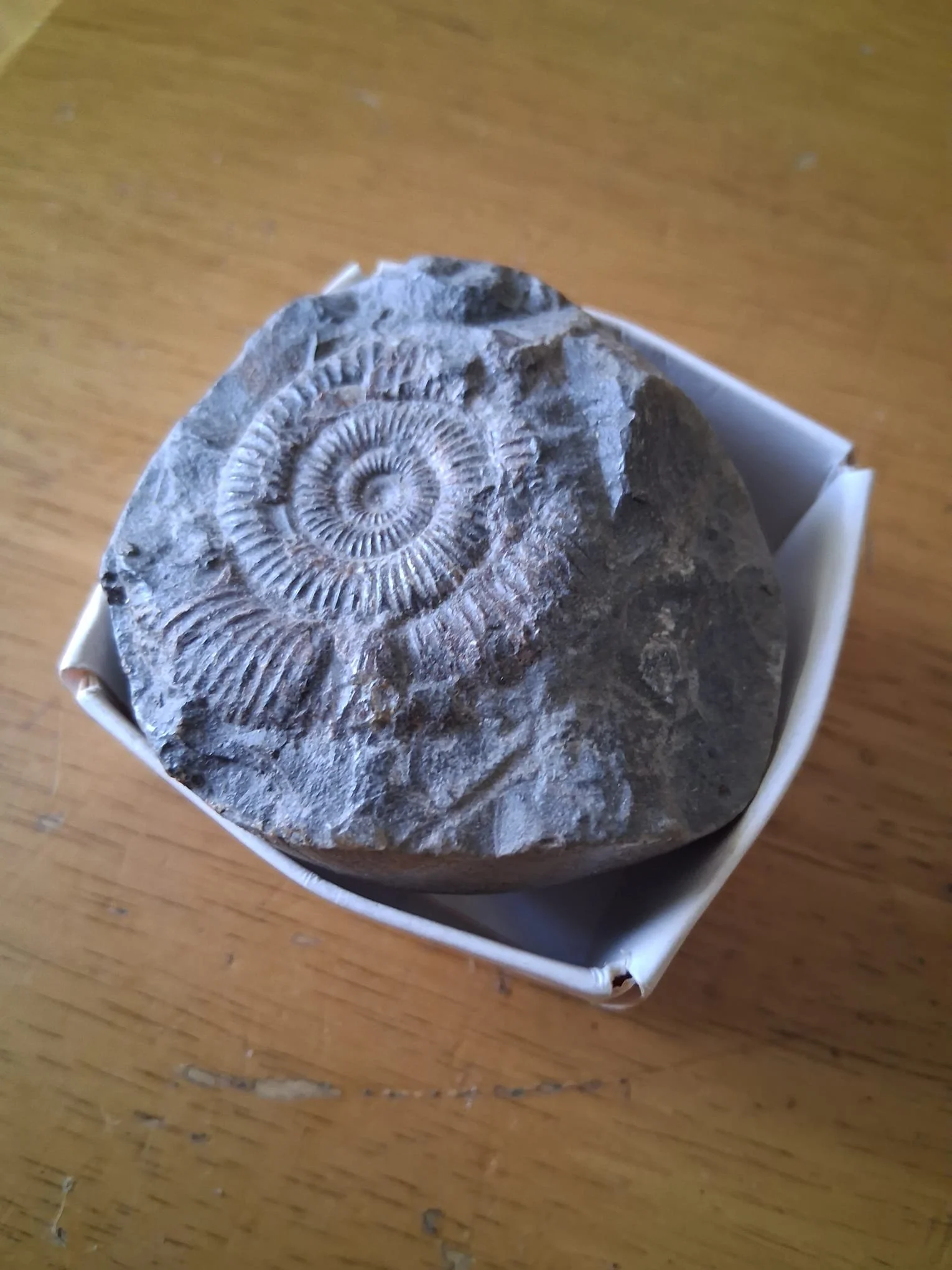Jurassic Period Fossil Dactylioceras Ammonite specimen