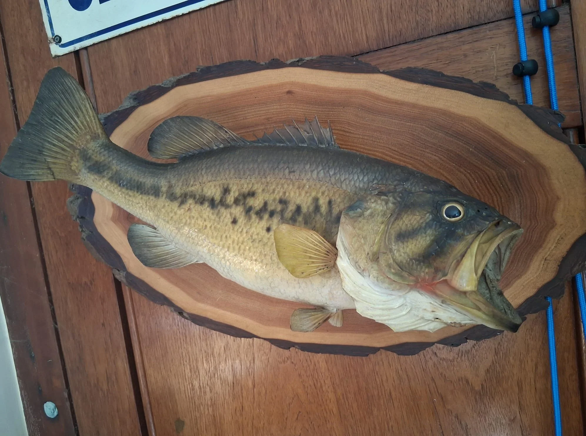 Incredible large vintage mounted taxidermy Largemouth Bass