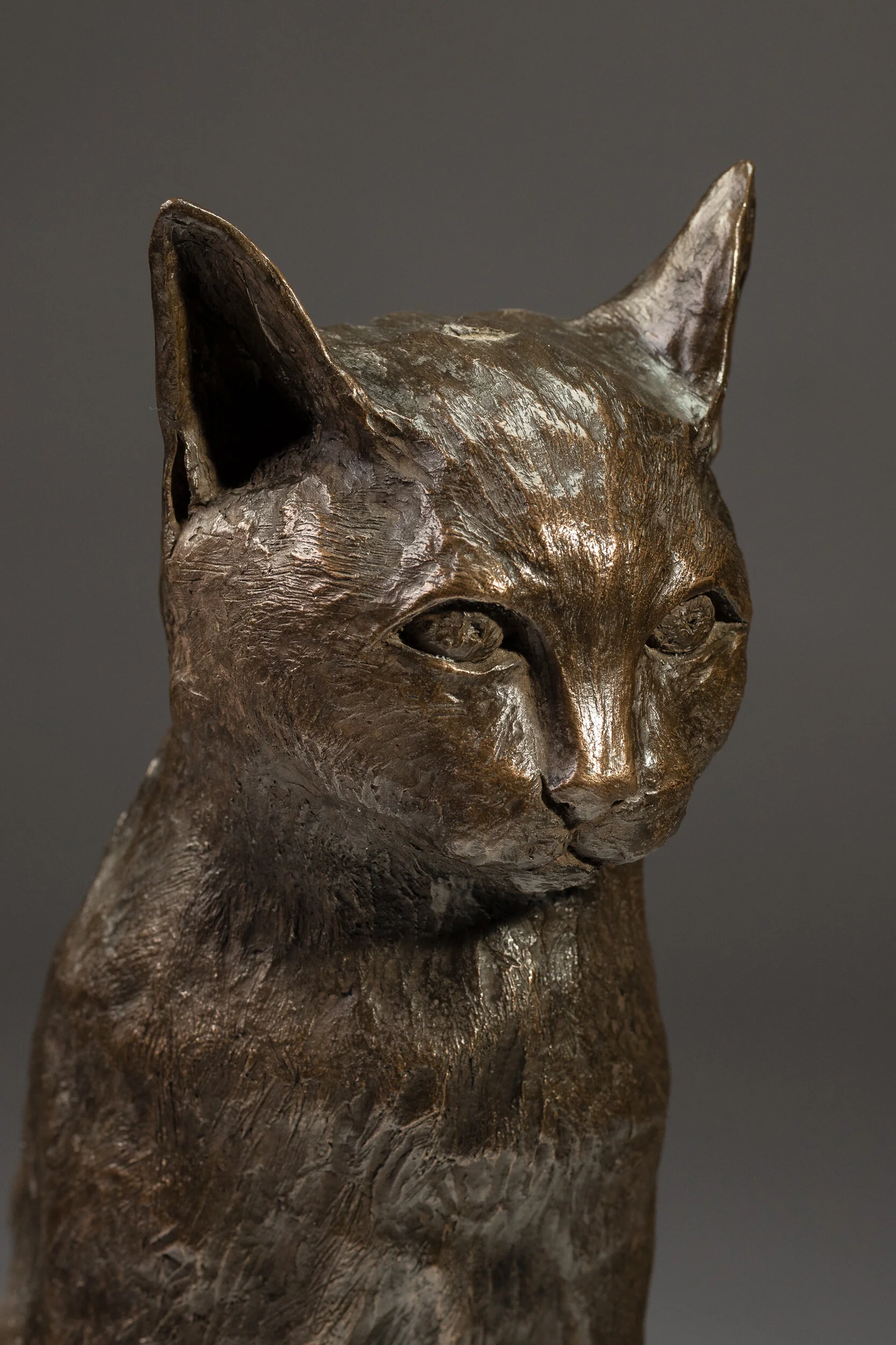 Cat [022] 6D_IMG_4063.jpg