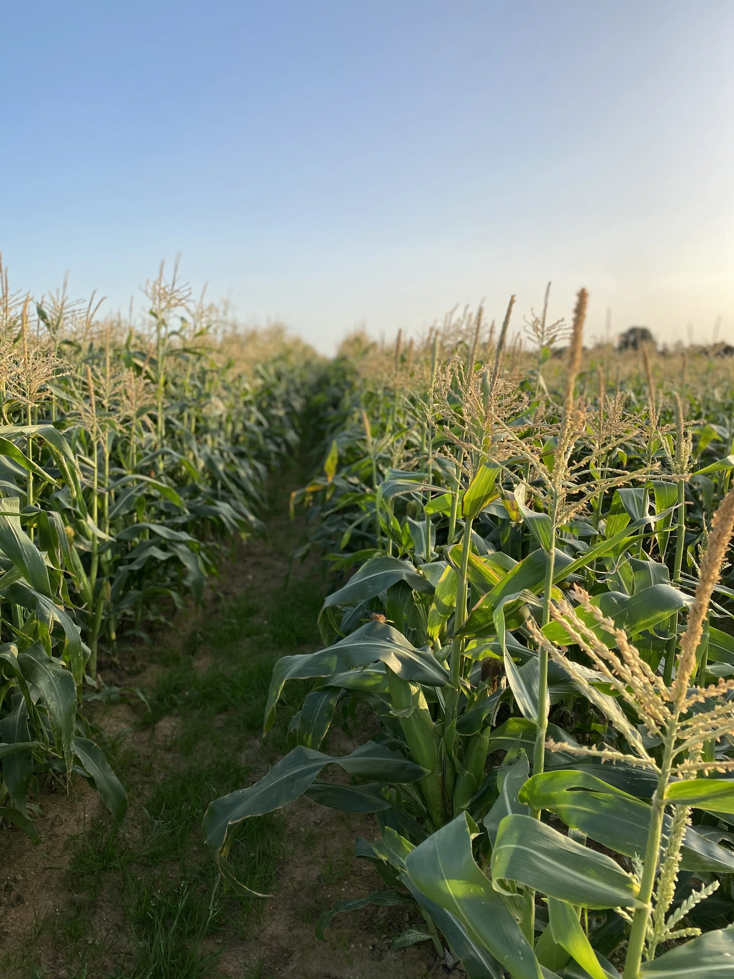 Donnington Wild Camping Donnington Retreats Chichester Accomodation