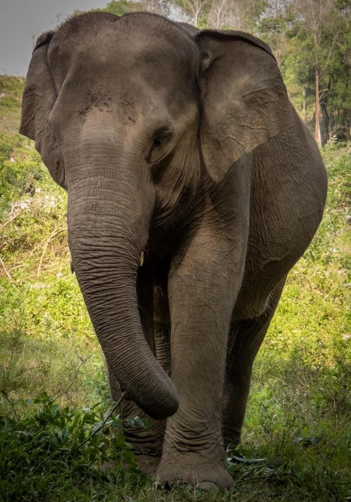 Elephants — Sumatran Elephant Project