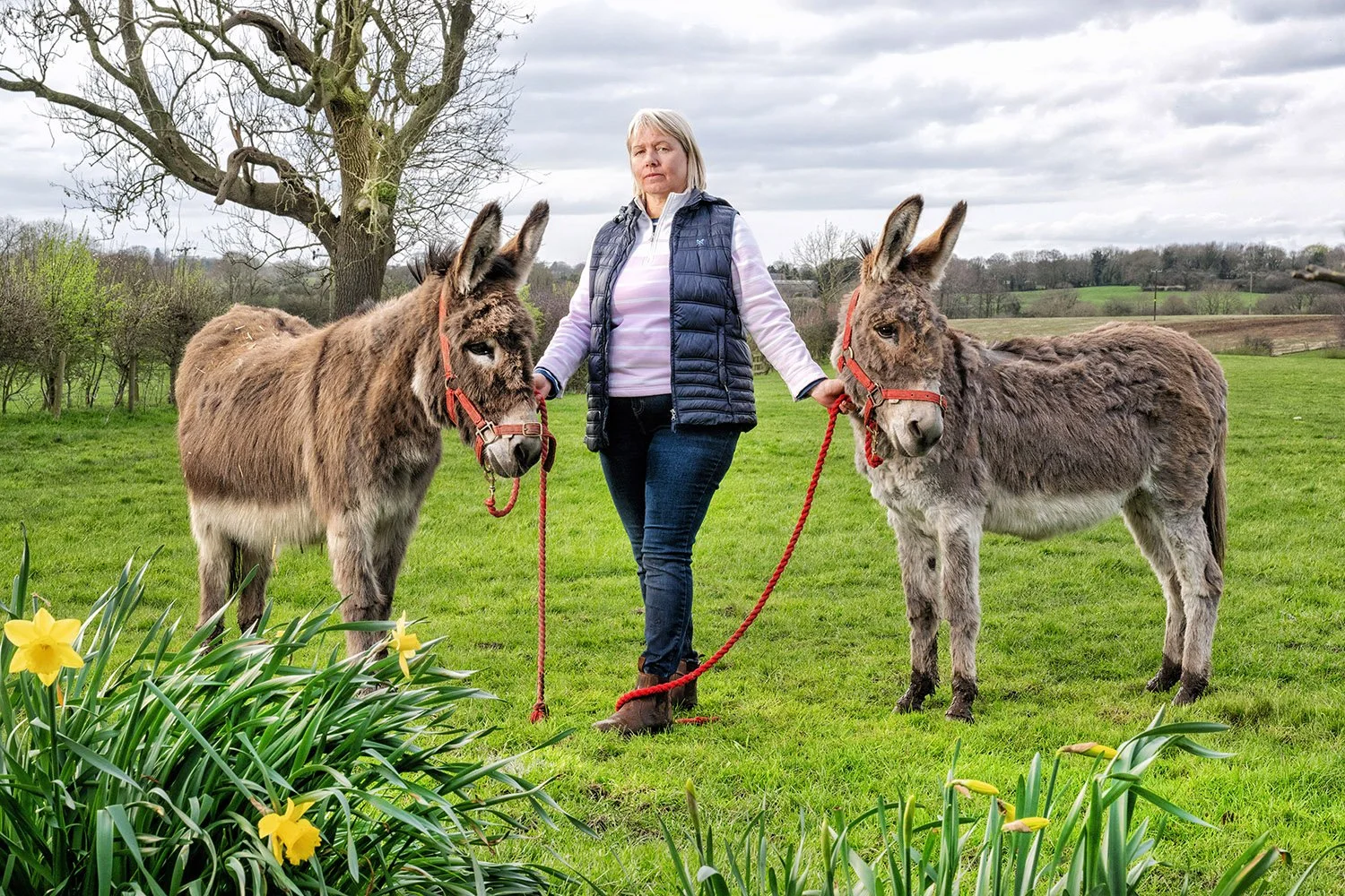 A woman walking two donkeys on a grassy field, with yellow flowers in the foreground and trees and hills in the background.