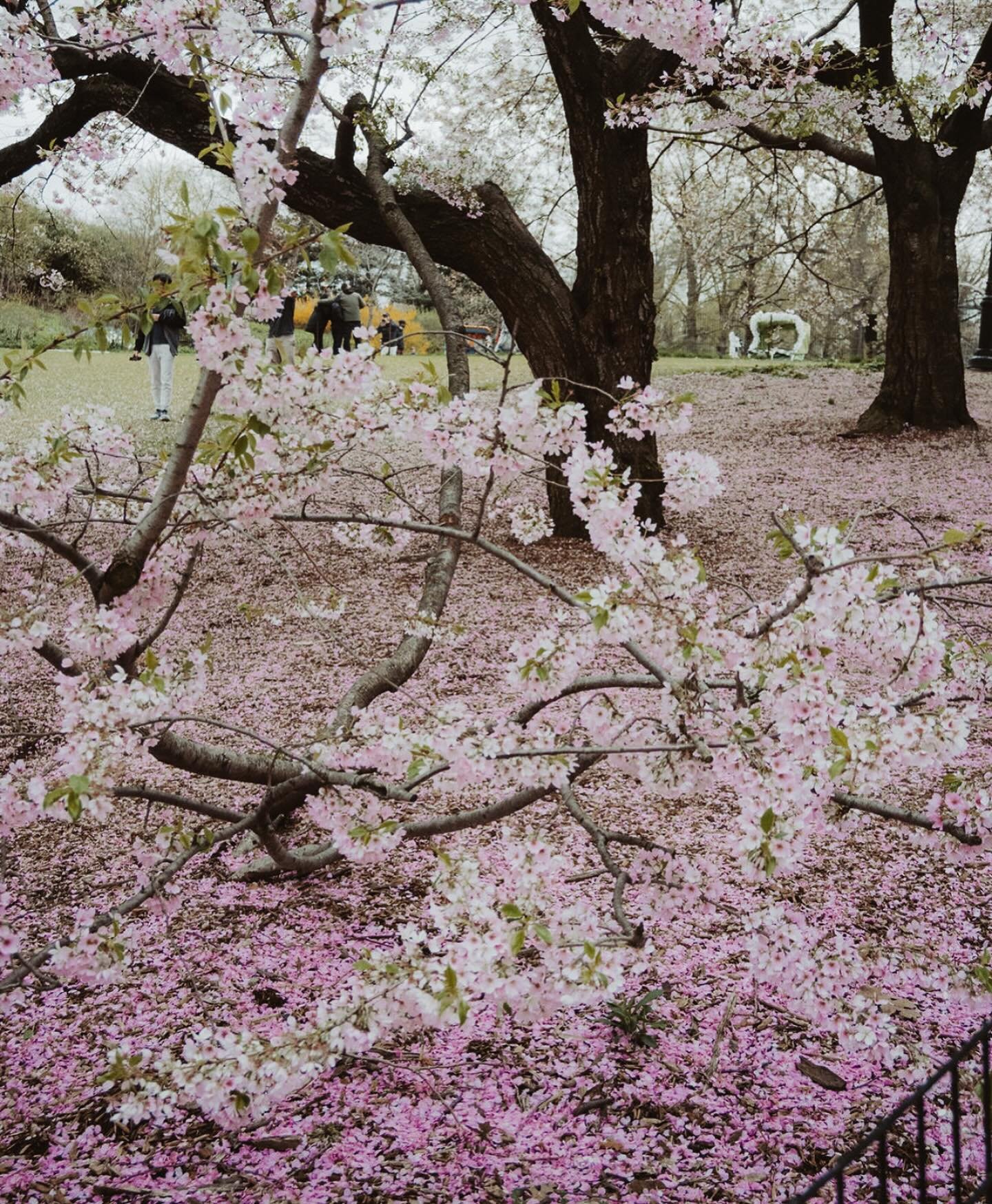 𝑇𝑎𝑘𝑒 𝑚𝑒 𝑏𝑎𝑐𝑘&hellip; 

Noch vor ein paar Tagen stand ich in mitten bl&uuml;hender Kirschb&auml;ume im Central Park. Hallo?! Was soll das? Pl&ouml;tzlicher Wintereinbruch im Oberland. ❄️

Muss mir schnell ne Alternative f&uuml;r Wedding-Shoo