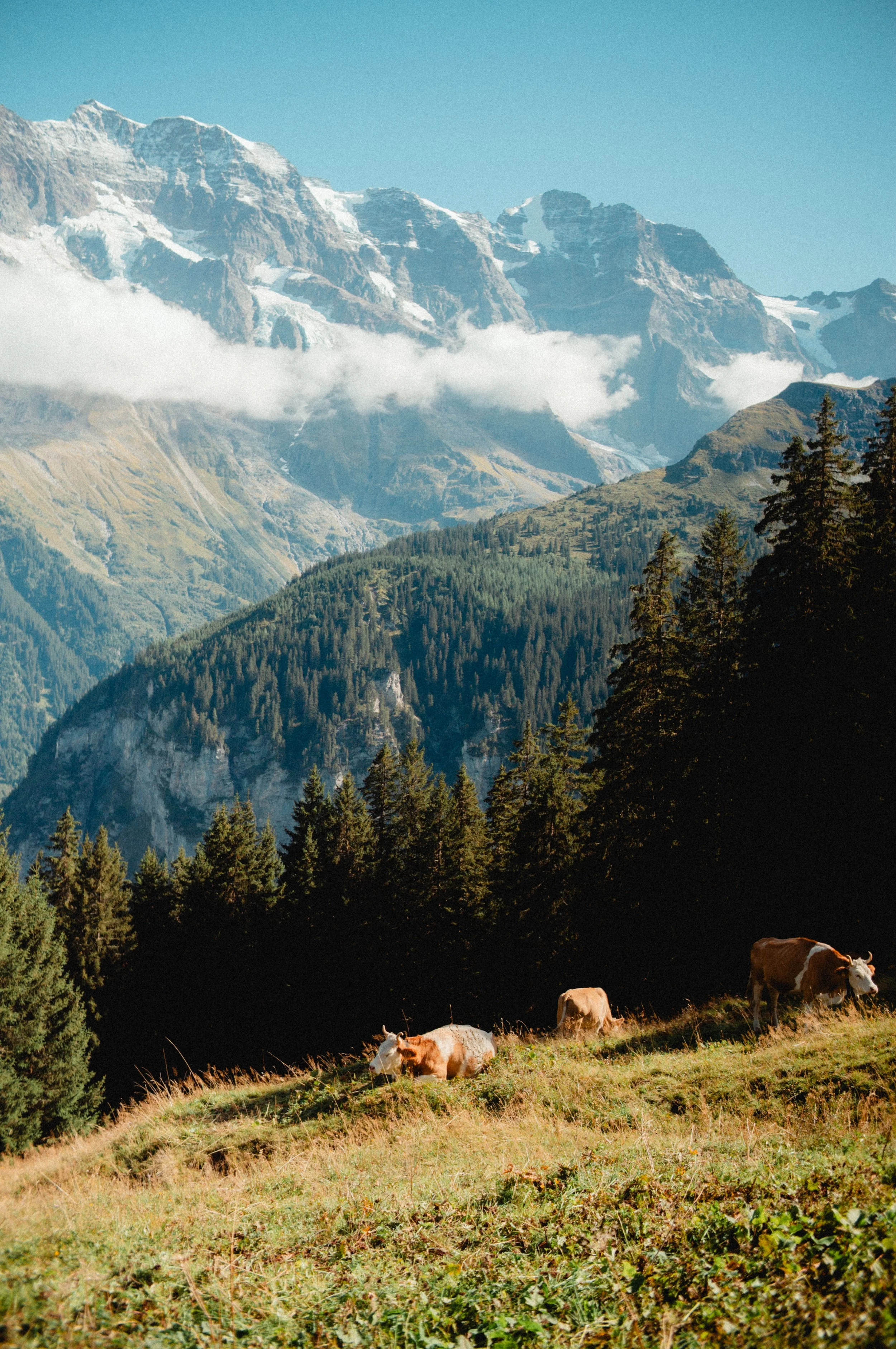 A tall waterfall in Lauterbrunnen cascading down a steep rocky cliff under a bright sun in a clear blue sky, with green trees and grass in the foreground.
