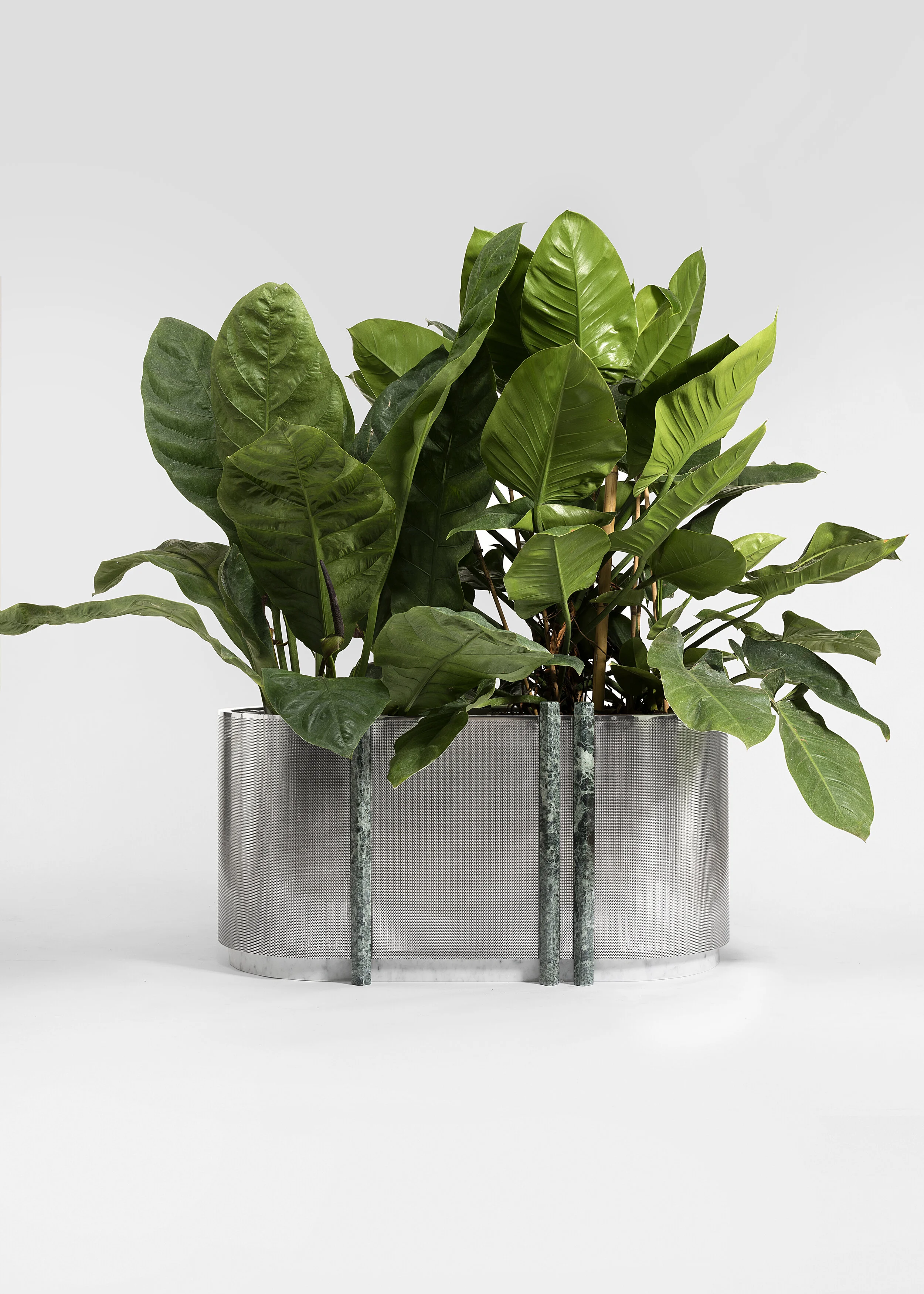 W Planters - DEREK CASTIGLIONI    