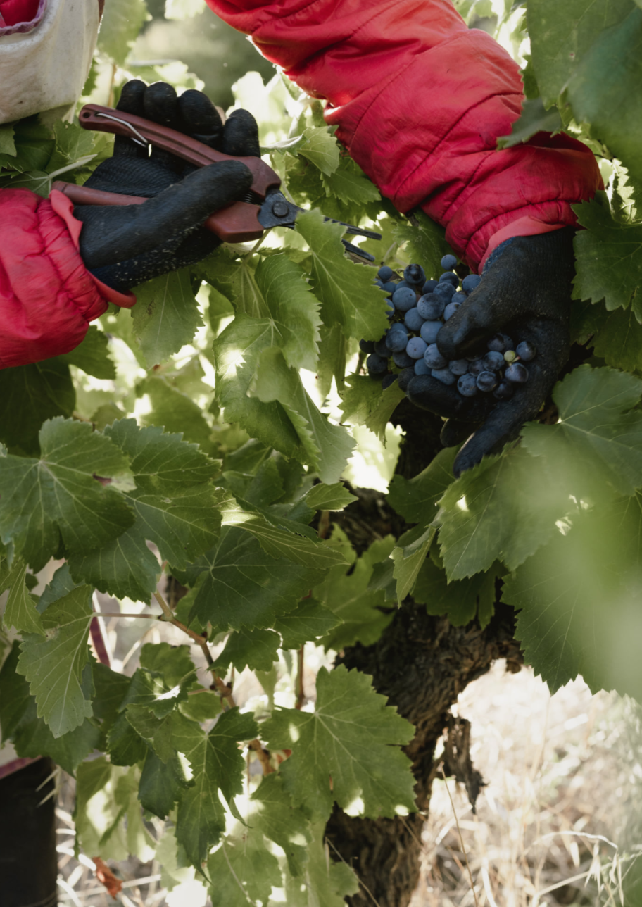 I'm very pleased to once again introduce wines from the young maverick and friend, Fred Agneray. 