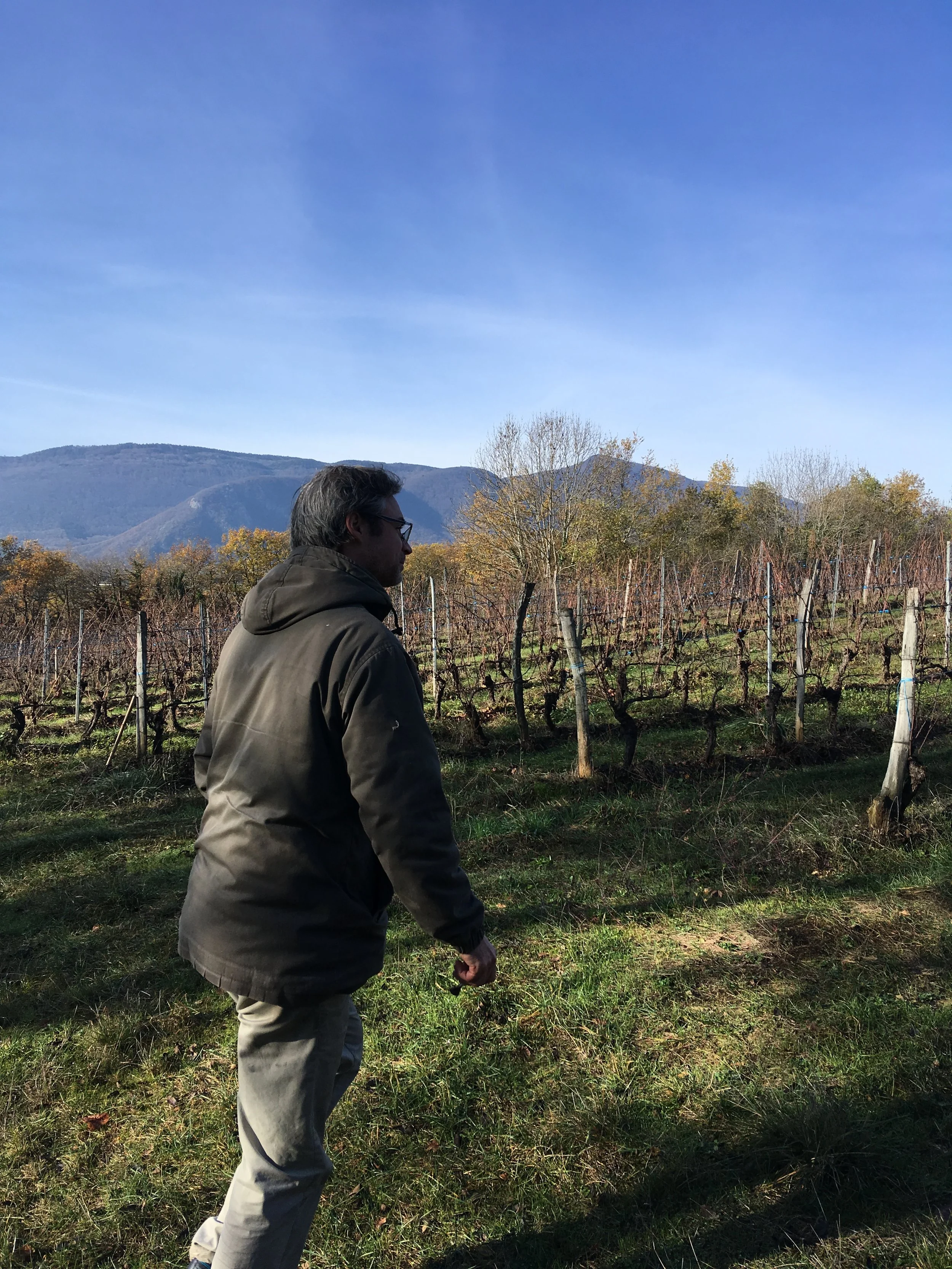 We are bananas for the Bugey/Savoie region of France.