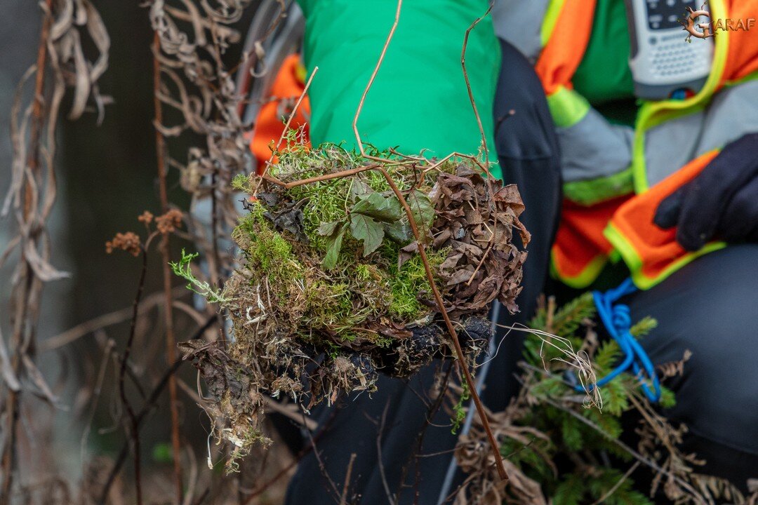 Vous aimez l'ornithologie? Hier, c'était sorti nichoir! On sait que nos installations sont utilisées et voici une des preuves qu'on a trouvée.😎
#GARAF #GARAF206 #nichoir #écologie #travaildequipe #science #nature #enviro