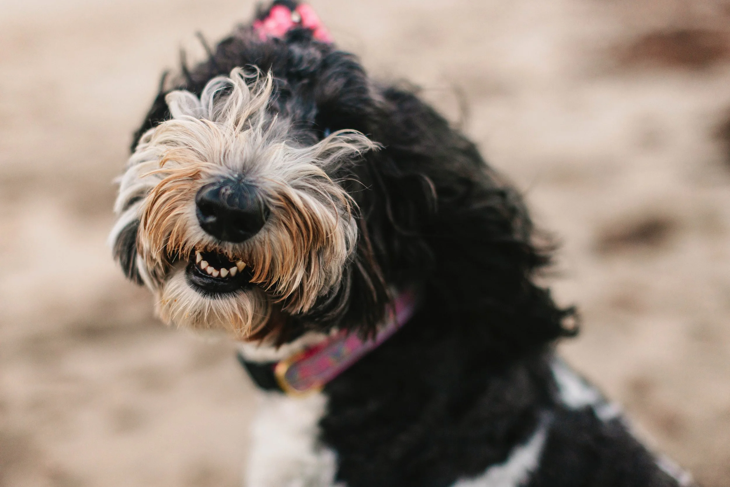 Family dog at the beach photography session in Delray Beach.