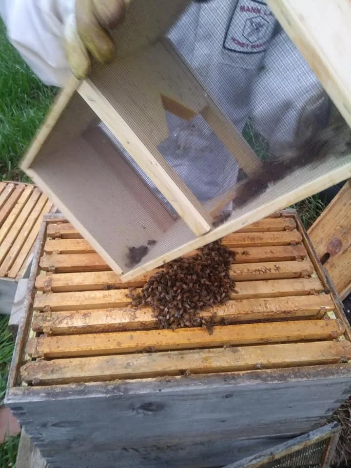 websitebee4.jpg