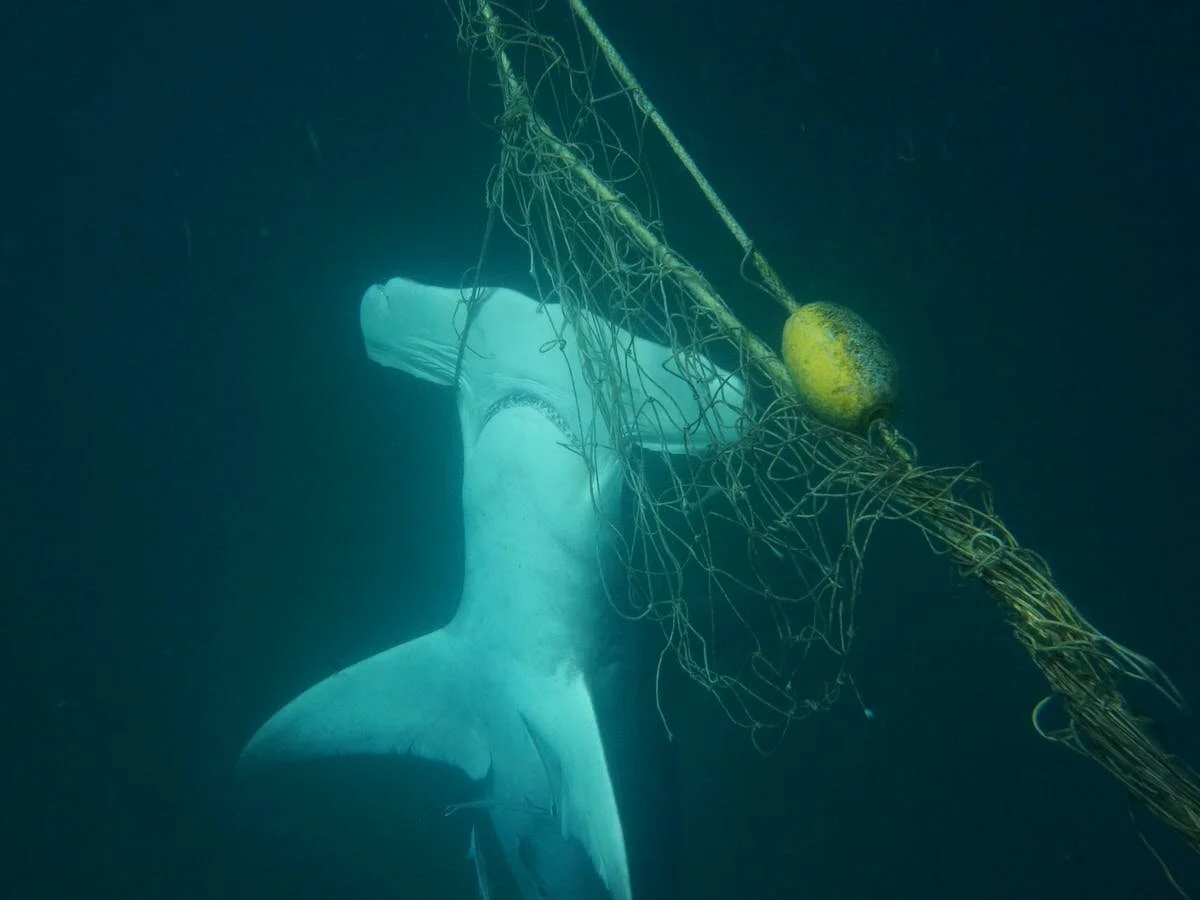 Smart Technologies are Reimagining How Humans and Sharks Interact