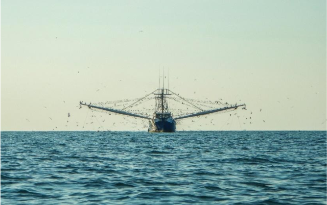 A Better Understanding of How to Be a Smart Consumer in the World of Seafood