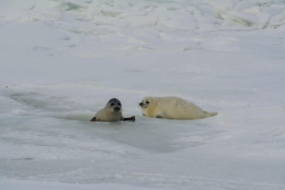 seals2.jpg