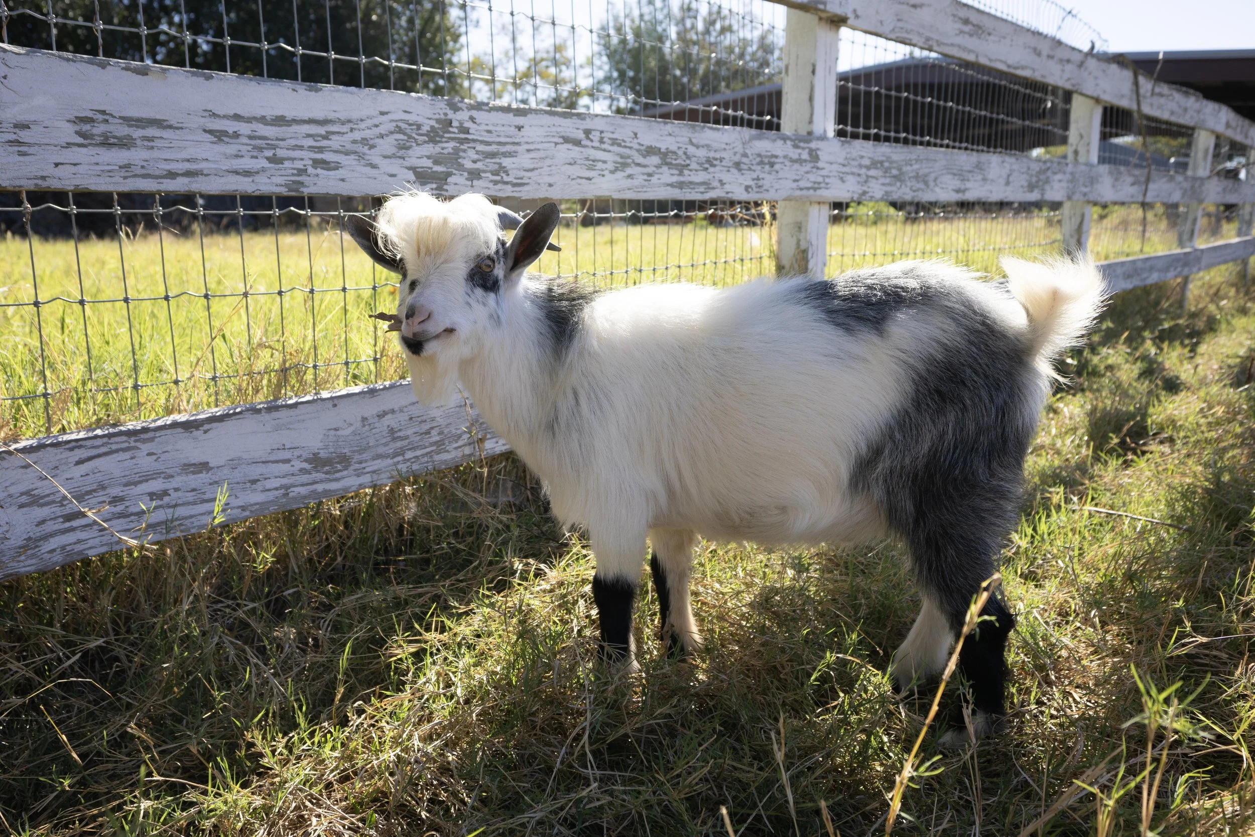 Headlong Farm Goat