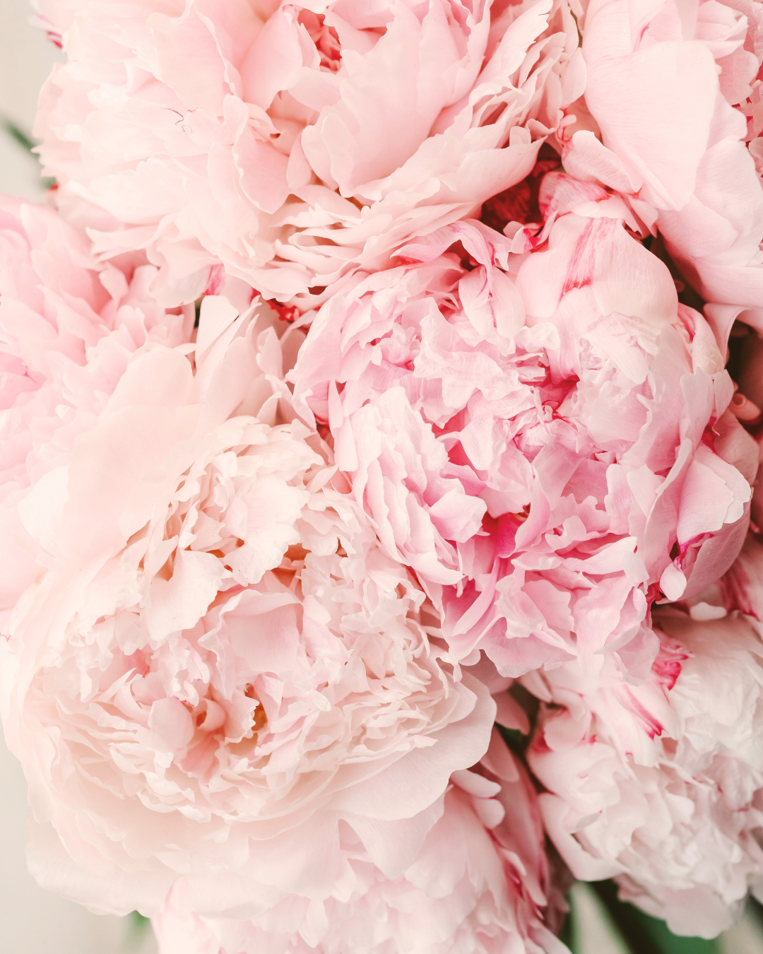Pink peonies