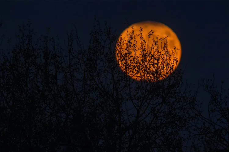 An orange full moon rising behind bare branches