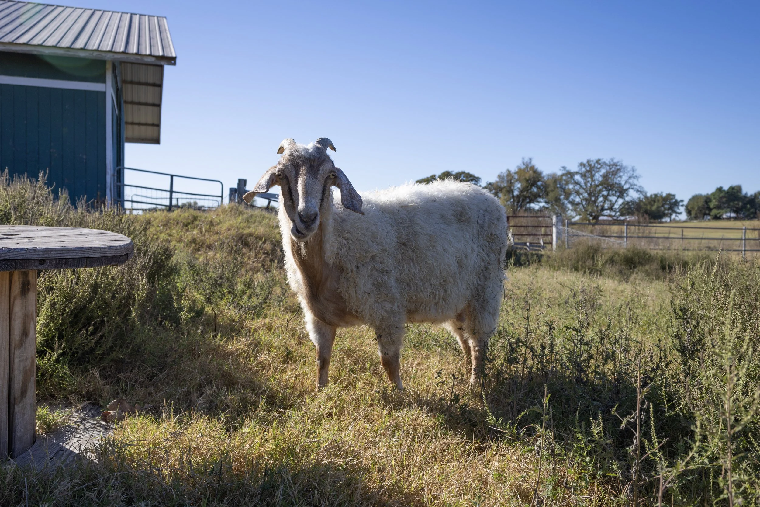 Headlong Farm Goat