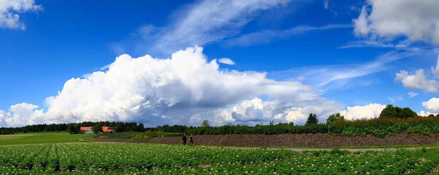 web-Pano-Rygge.jpg