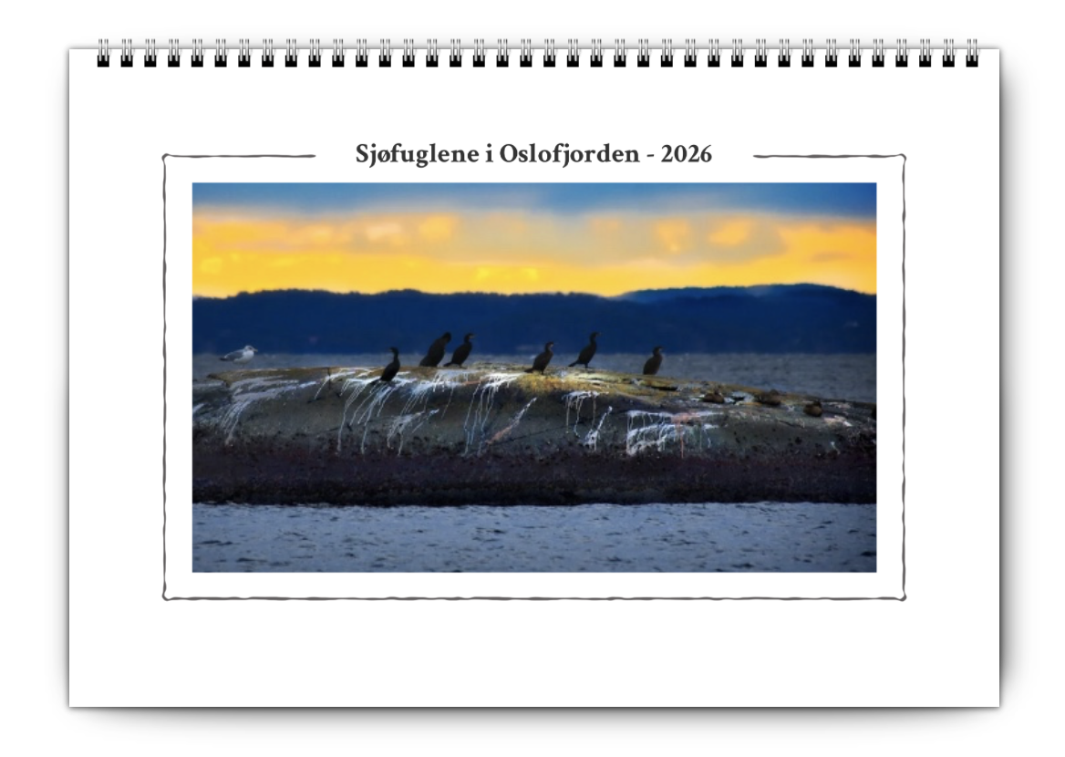 Sjøfuglene i Oslofjorden - 2026