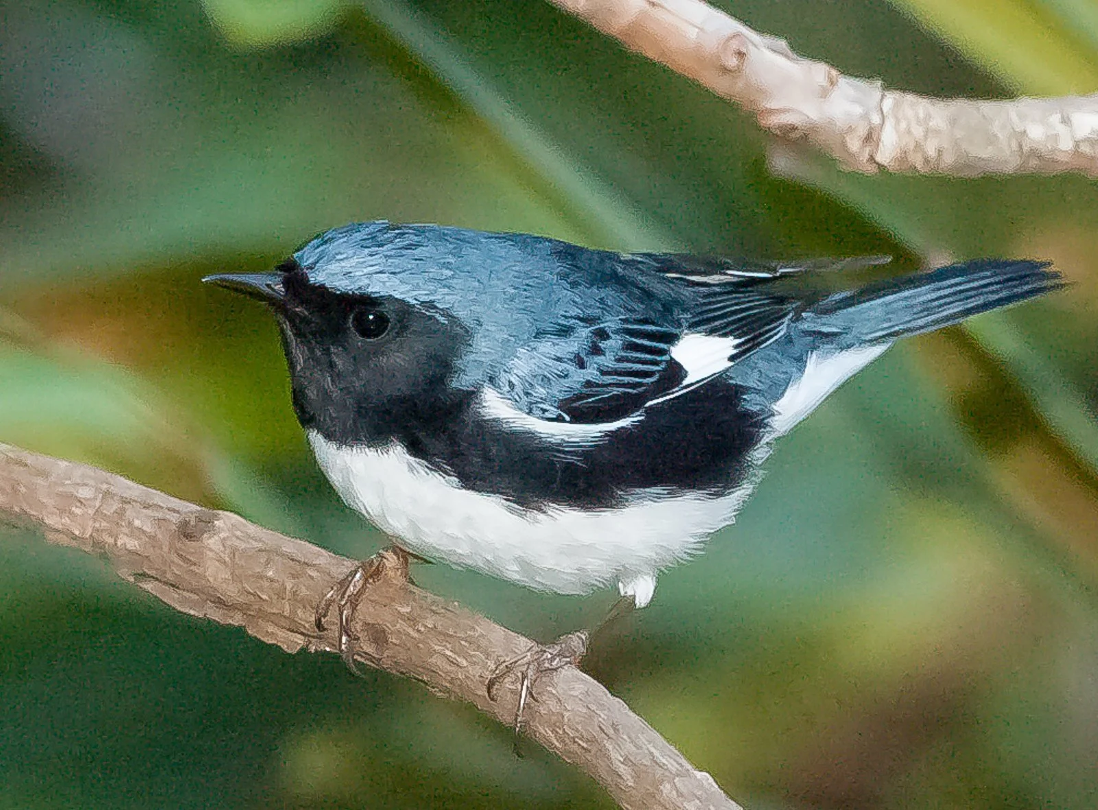 Black-throated Blue Warbler.jpg