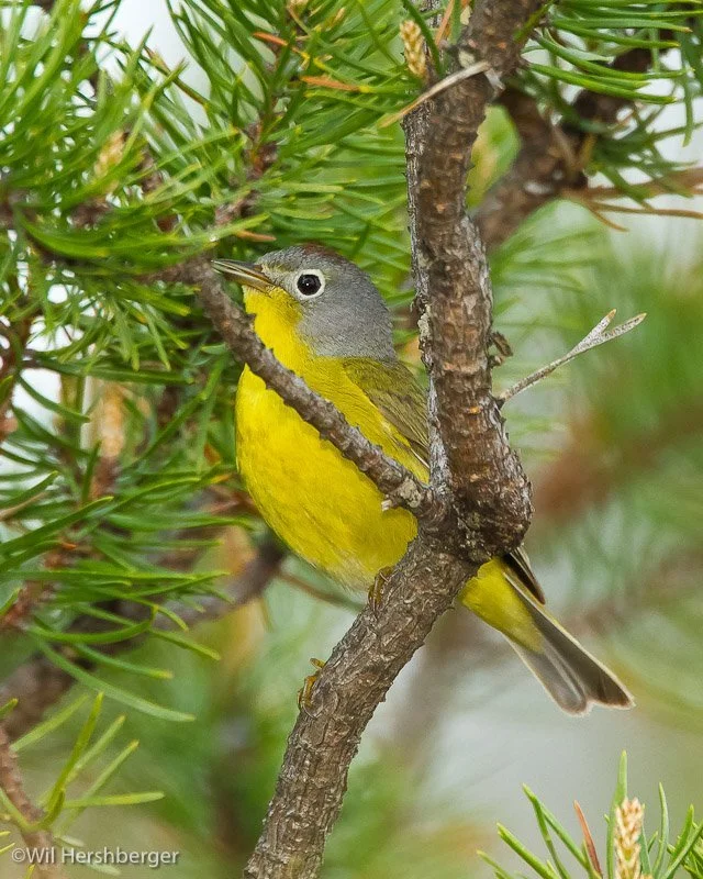 Nashville Warbler.jpg