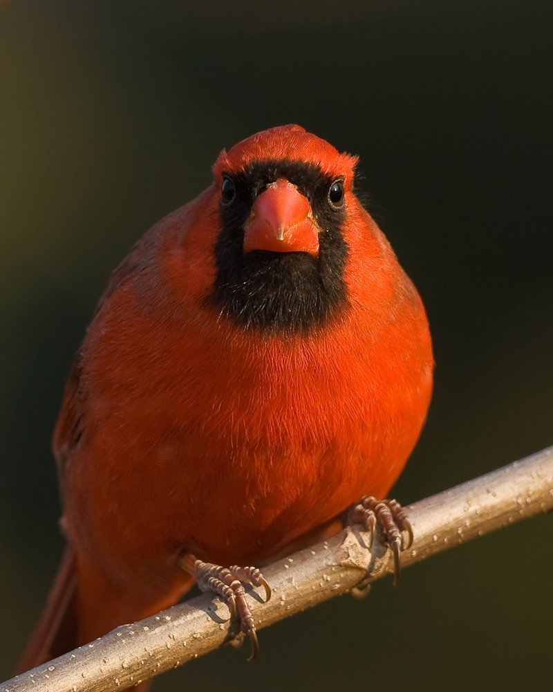 Northern Cardinal.jpg