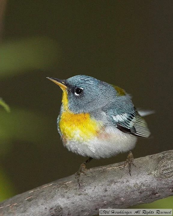 Northern Parula.jpg