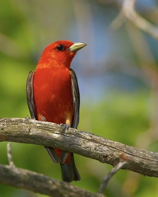 Scarlet Tanager.JPG