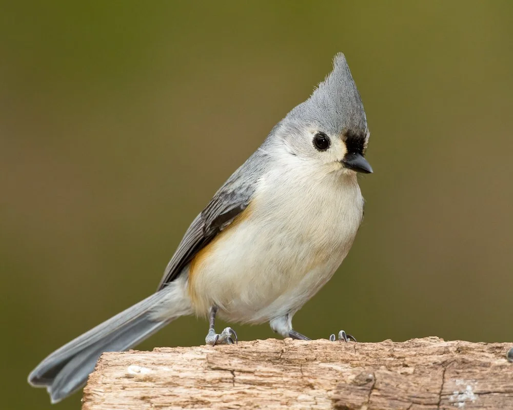Tufted Titmouse.jpg