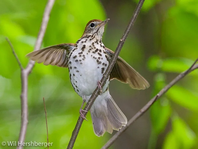 Wood Thrush.jpg