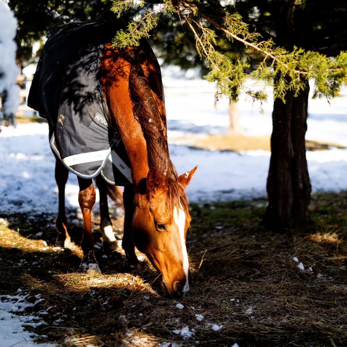 🐴 We might not have a horse in the race when it comes to the Super Bowl tomorrow, but we do have four horses right here at The Farm. Regardless of who wins, they'll be cheering (and neighing) from the paddock.

📸 Photographer | @carlysullivanphoto 