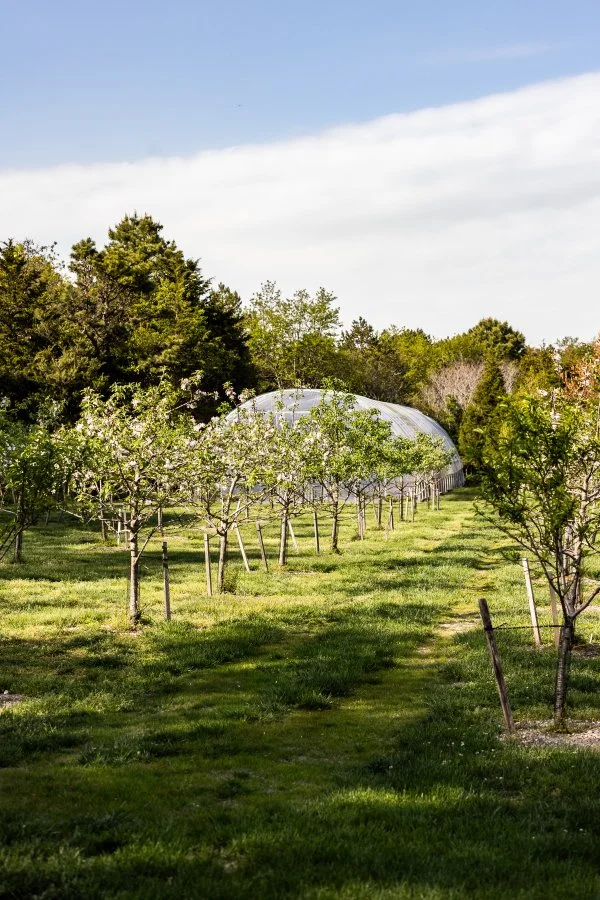 the greenhouse