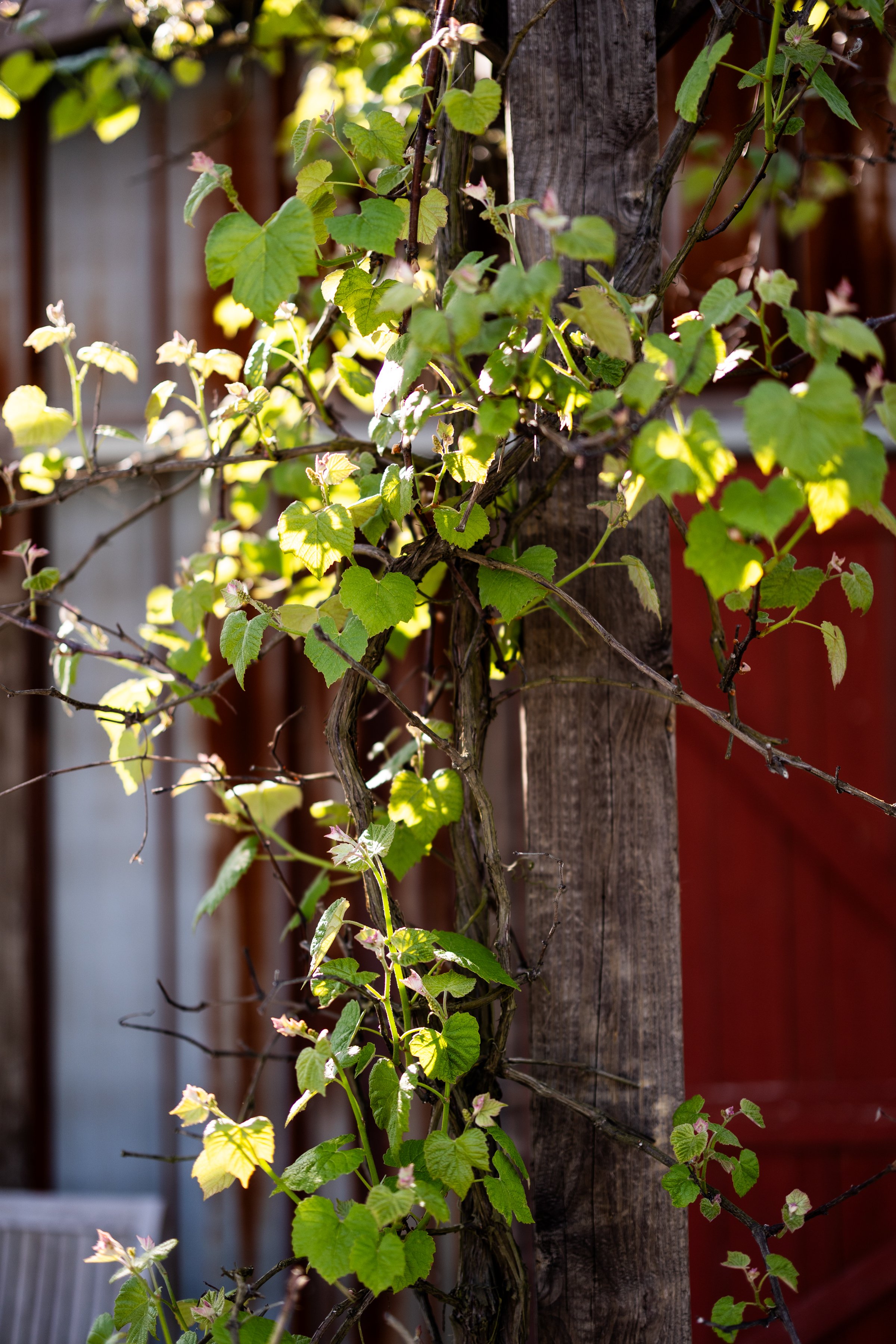 SpringFarm-557.jpg