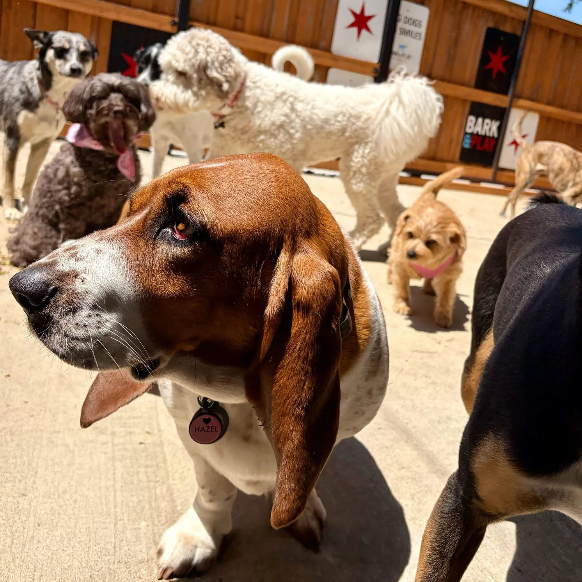 Group of dogs at daycare playing outside