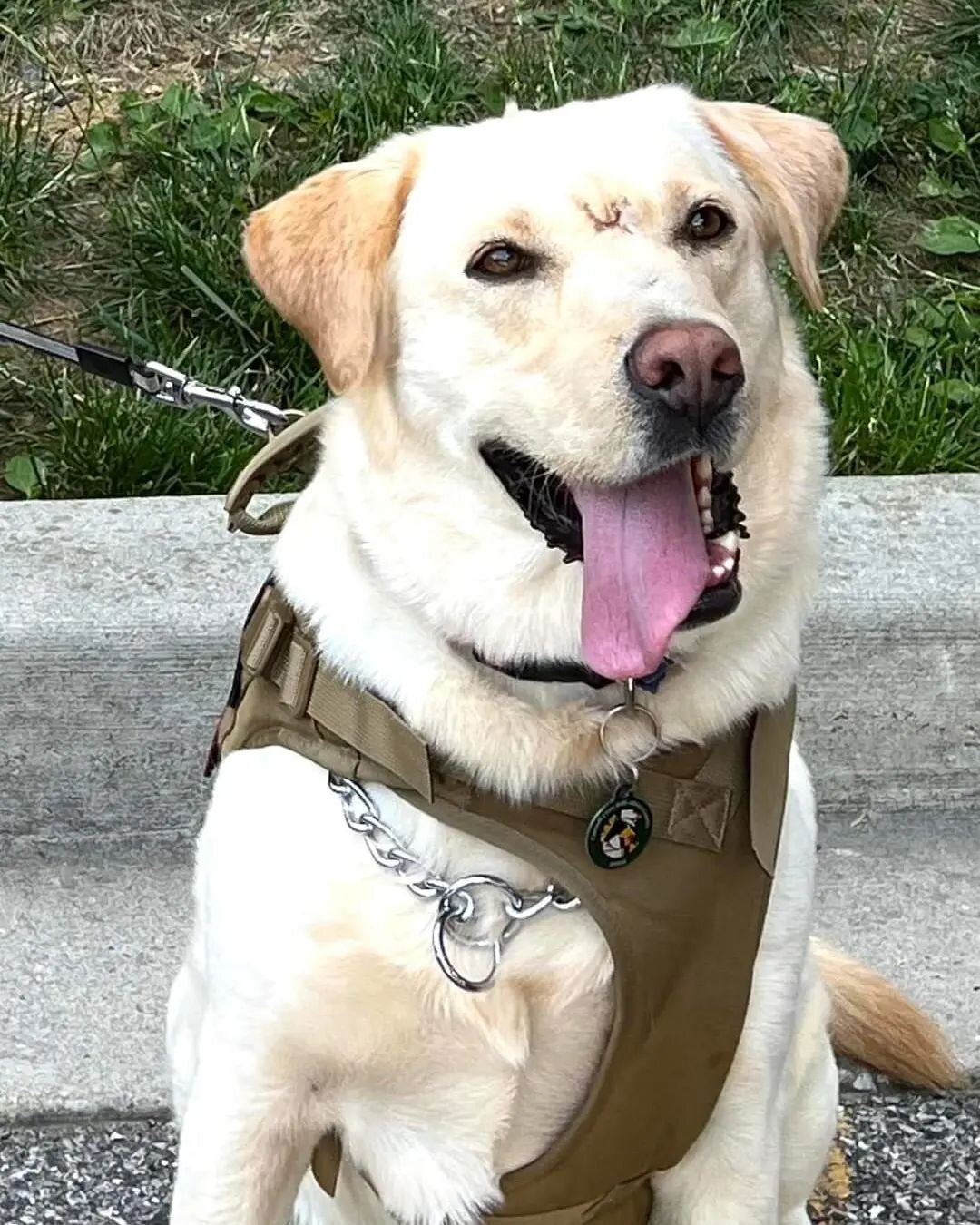 @lostmountaingroup wants to wish everyone a Happy Fri-REY!  Hope that you are able to get out in the sunshine and enjoy the weekend! 

#ItsAllAboutThePuppies 

#MWD #K9Hero #K9 #RetiredMWD #RetiredK9 #HeroDog  #MWDofinstagram #DogsofInstagram #Retire