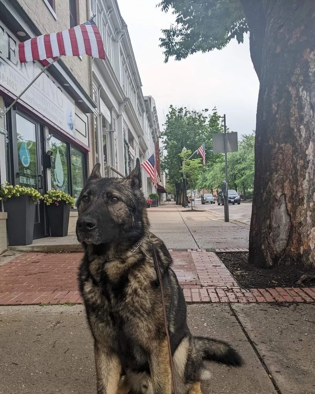 🇺🇲🇺🇲🇺🇲Happy Flag Day! 🇺🇲🇺🇲🇺🇲

Check out @lostmountaingroup Alum- retired MWD Max as he poses for pictures in front of the flags along Main Street in Westminster while on a morning run with his hooman! 

Fun Fact- Flag Day is a celebration