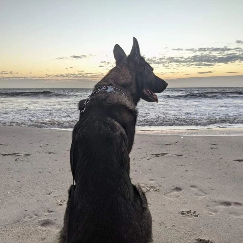 Happy Fri-YAY and Happy First Weekend of Summer!! @lostmountaingroup Alum Max enjoyed his time in the surf and sand while watching the sunrise and hopes that you too get the chance to enjoy it as well this summer!

#ItsAllAboutThePuppies 

#MWD #K9He