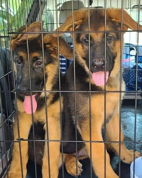 For #nationalpuppyday it's only natural that we welcome two new puppies into the @lostmountaingroup Family! 

Please join me in welcoming these two 10 week old pure breed German Shepherds who will be trained as Service Dogs and given to Veterans who 