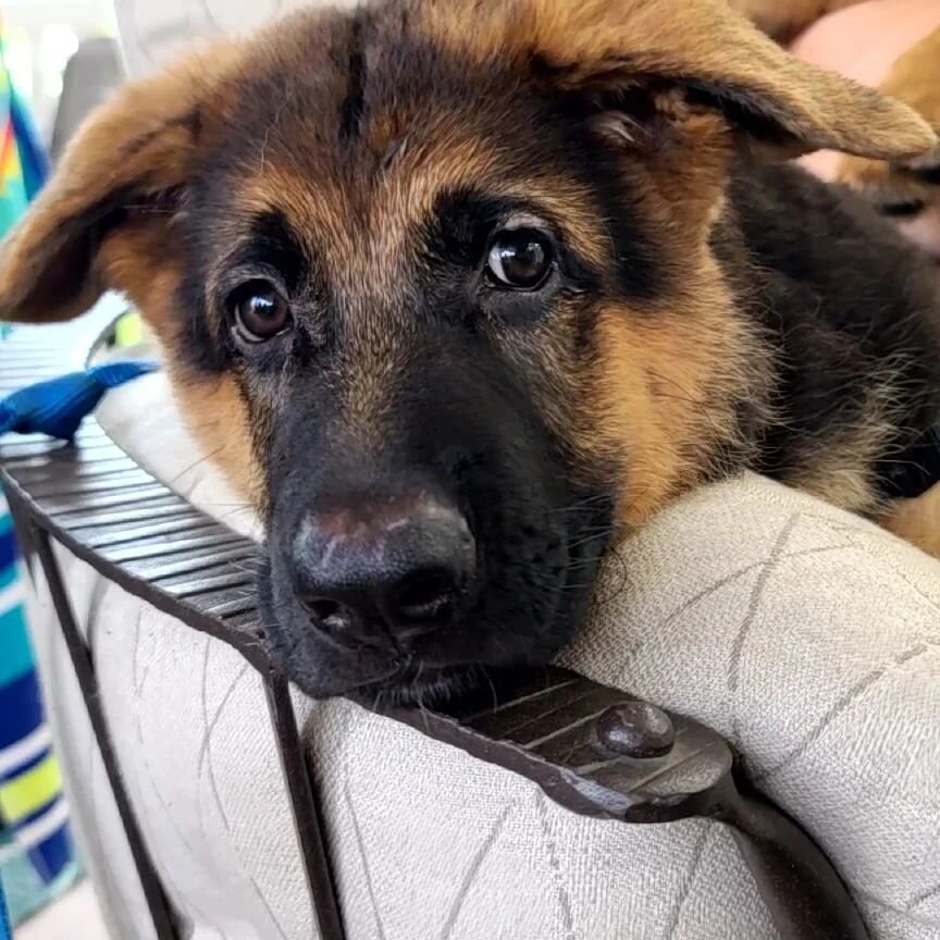 It's exhausting being this cute!  @lostmountaingroup  is still pondering names for this cutie and his sister!  Thoughts?

#ItsAllAboutThePuppies 

#MWD #K9Hero #K9 #HeroDog  #MWDofinstagram #DogsofInstagram #WorkingDogs #workingdogsofinstagram #milit