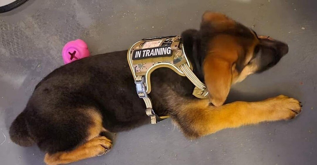 Getting Lost Mountain Group's 10 week old German Shepherds to sit still is nearly impossible,  but they are absolutely adorable in their new &quot;Training Vests!&quot; I can't wait to take them out into the Community for more socialization activitie