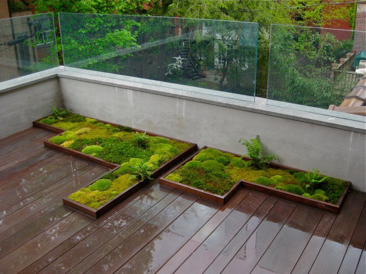 fern deck.jpg