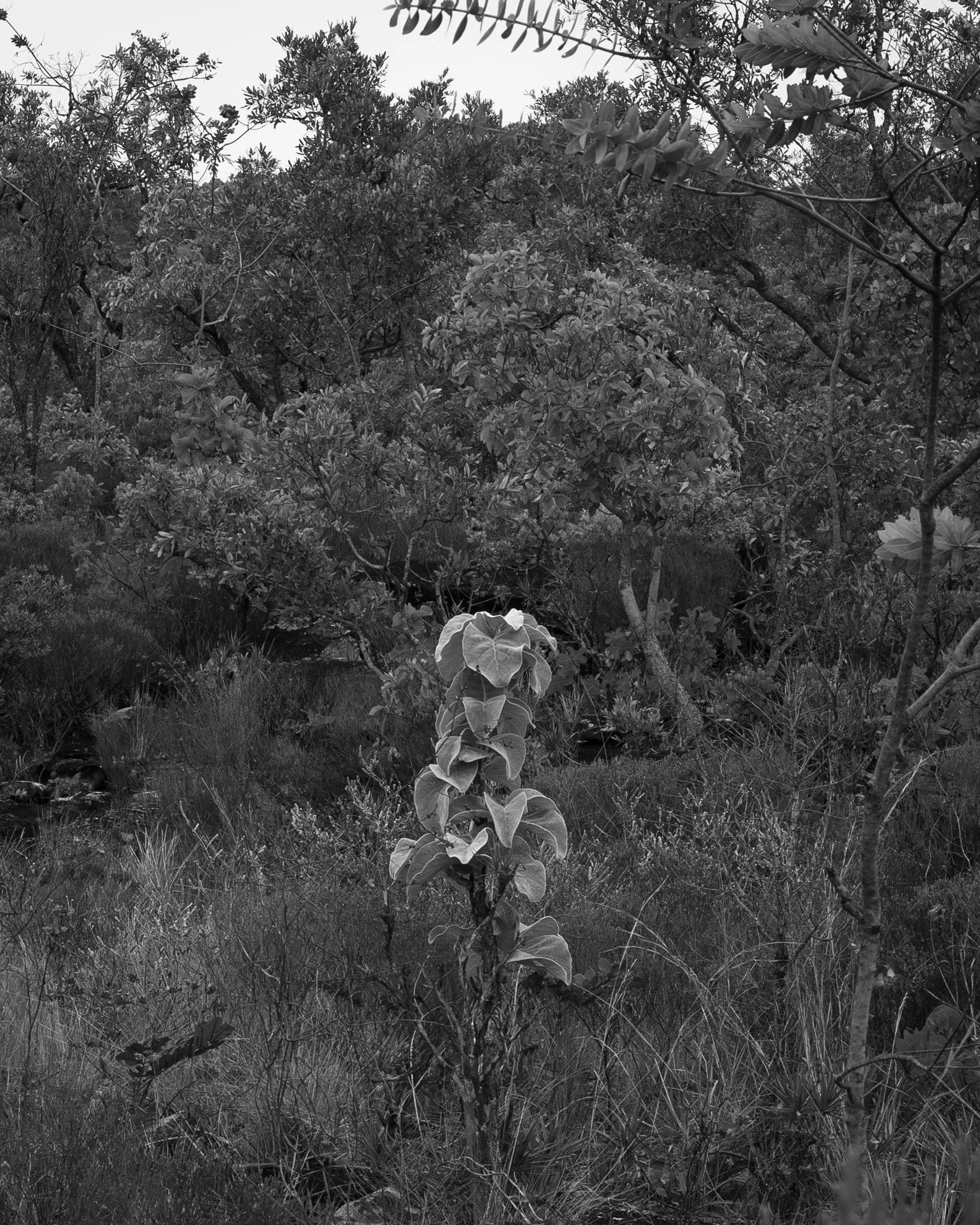 chapada_191111_ts-56.jpg