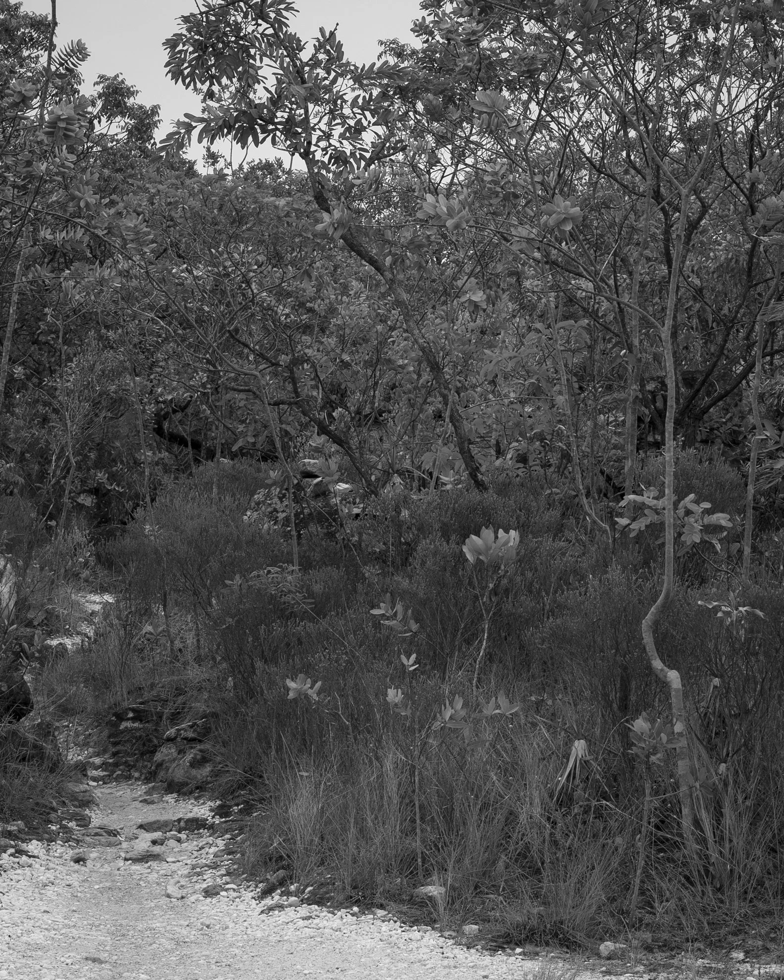 chapada_191111_ts-97.jpg