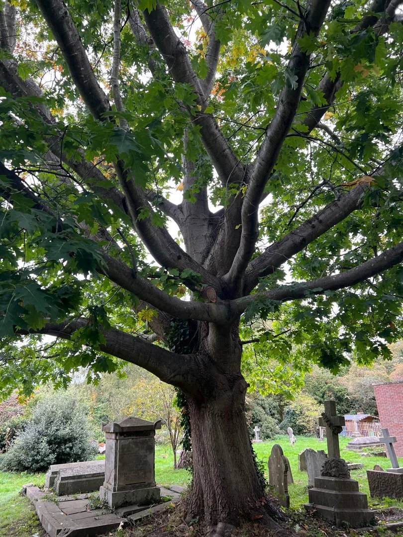 Jack Cotterill Tree Services - Case Study: St Peter’s Church, Droitwich Spa. 